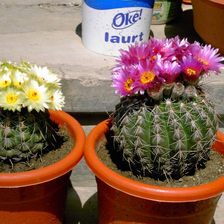Flori de Cactus